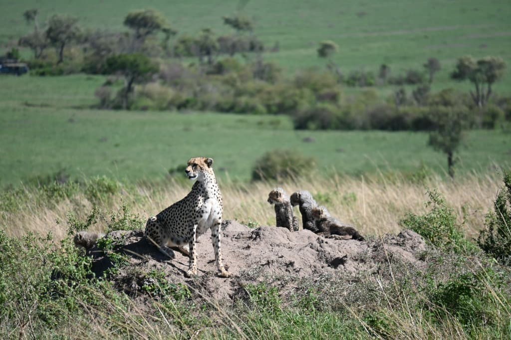 Cheetah mother and cubs on termite mound, Masai Mara — © Shivanjali Kumari Dungarpur